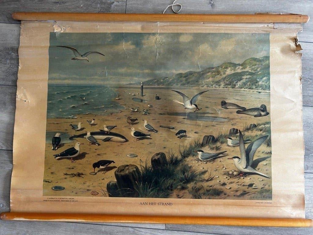 Aan het strand, Antiek en Kunst, Antiek | Schoolplaten, Ophalen of Verzenden, Natuur en Biologie