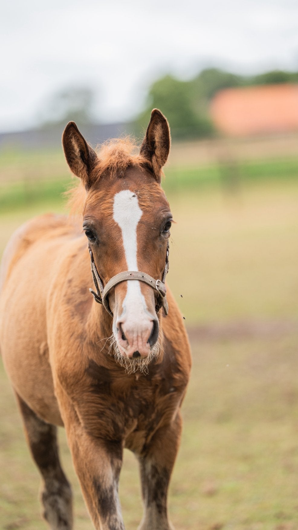 Opfokplek, Opfok, 1 paard of pony