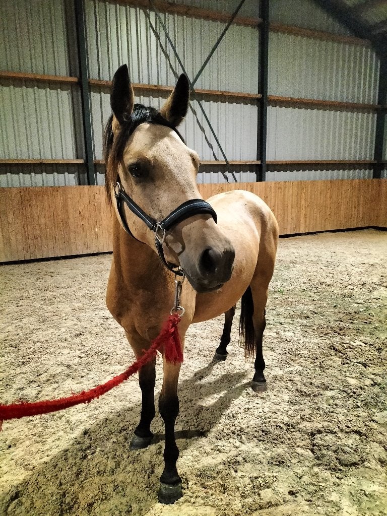 2,5 jarige d pony ruin veel kwaliteit, Met stamboom, Ruin, 3 tot 6 jaar, Onbeleerd