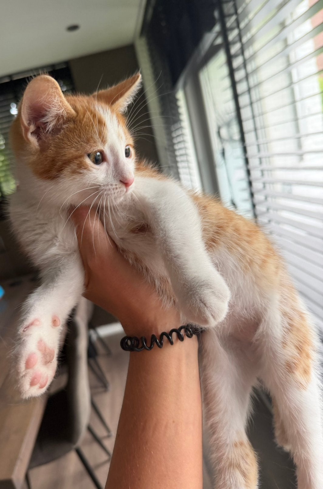 Rode katertje zoekt een nieuw huisje, Dieren en Toebehoren, Kater