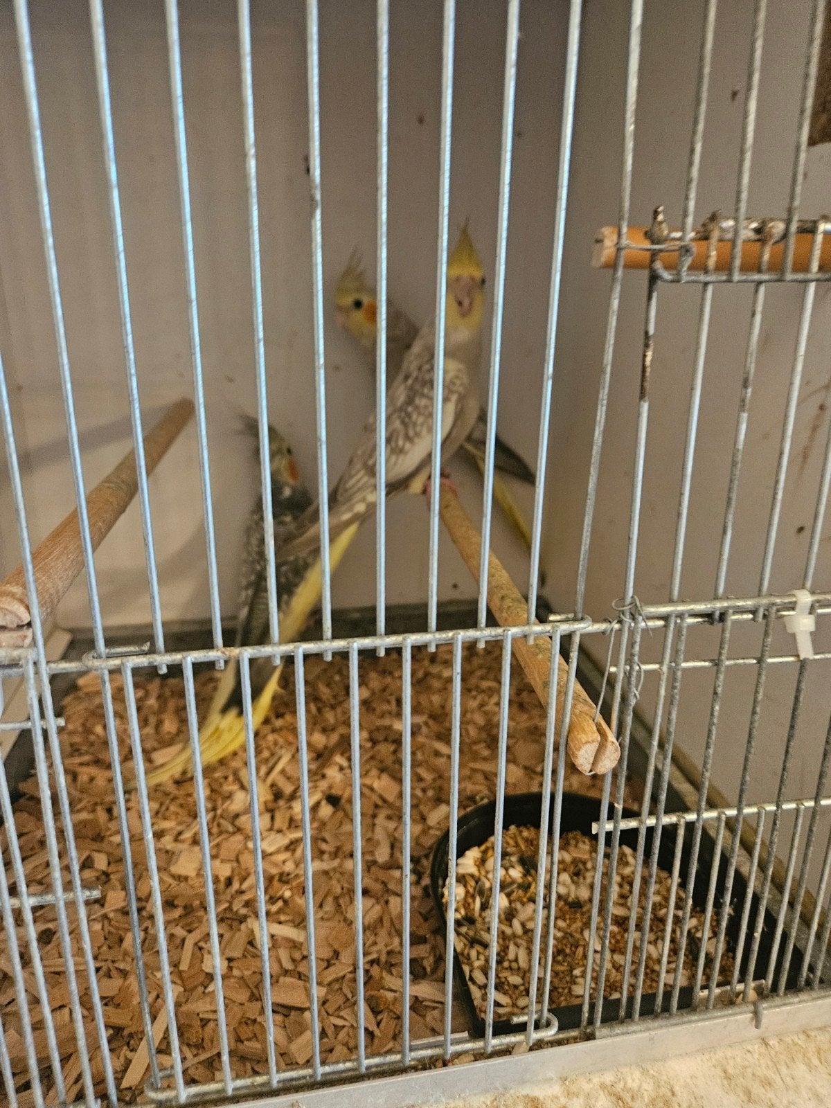 te koop jonge valkparkieten, Meerdere dieren, Parkiet, Geringd