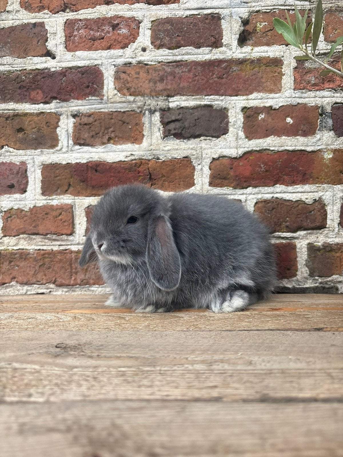 Super gaaf minilop konijntje 🩵, Dieren en Toebehoren, Mannelijk, Dwerg, Hangoor, 0 tot 2 jaar