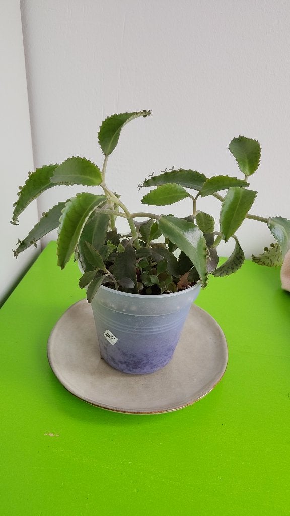 Meerdere mother of thousands, (Kalanchoe daigremontiana), Huis en Inrichting, Kamerplanten, Ophalen, Vetplant, Halfschaduw, Minder dan 100 cm