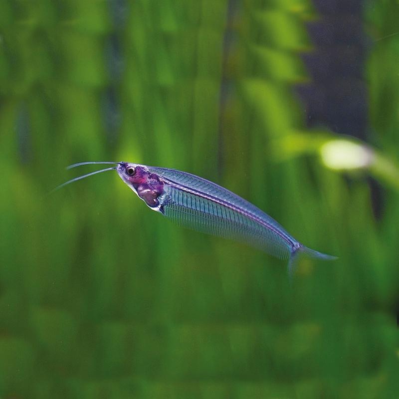 Glasmeerval - Kryptopterus Vitreolus - bijzondere vis, Dieren en Toebehoren, Vis, Zoetwatervis, Schoolvis