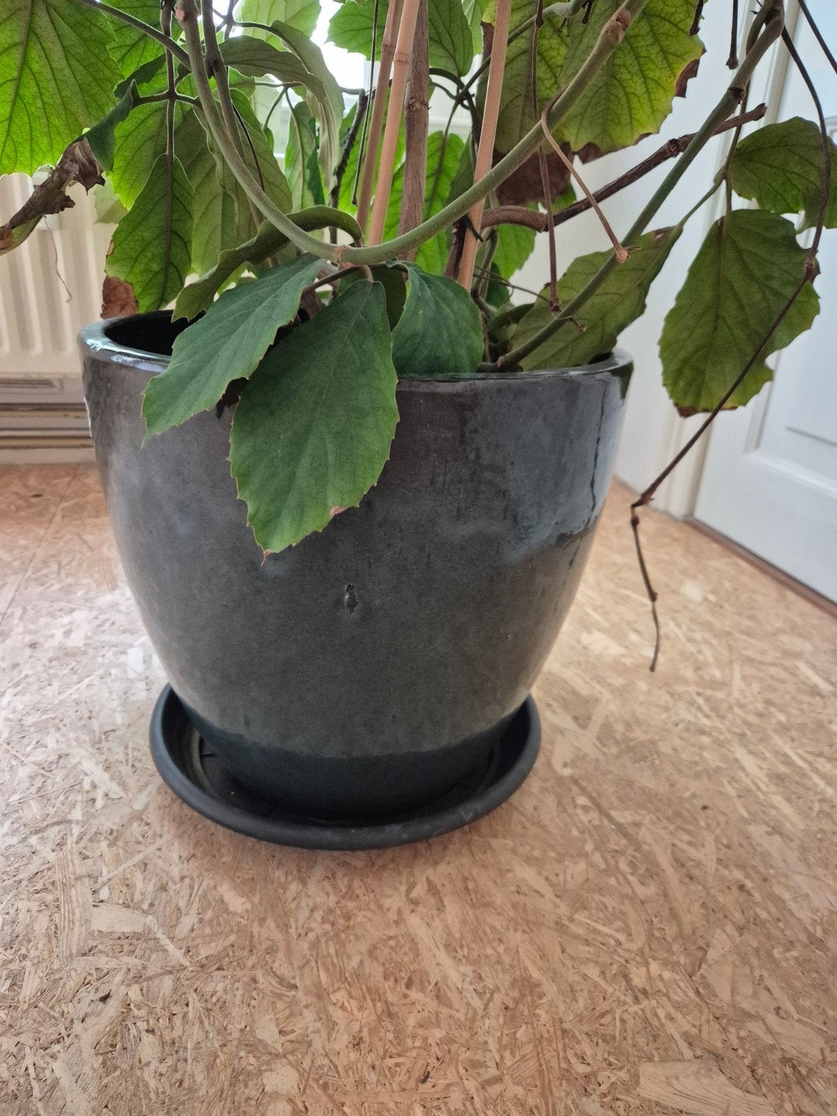 Grote kamerplant in pot, Huis en Inrichting, Kamerplanten, In pot, 150 tot 200 cm, Groene kamerplant, Halfschaduw