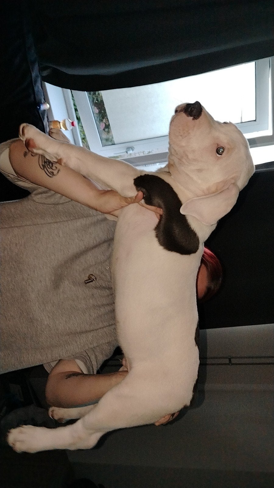 american bully xl pup reu, 8 tot 15 weken, Eén hond, Nederland, Particulier
