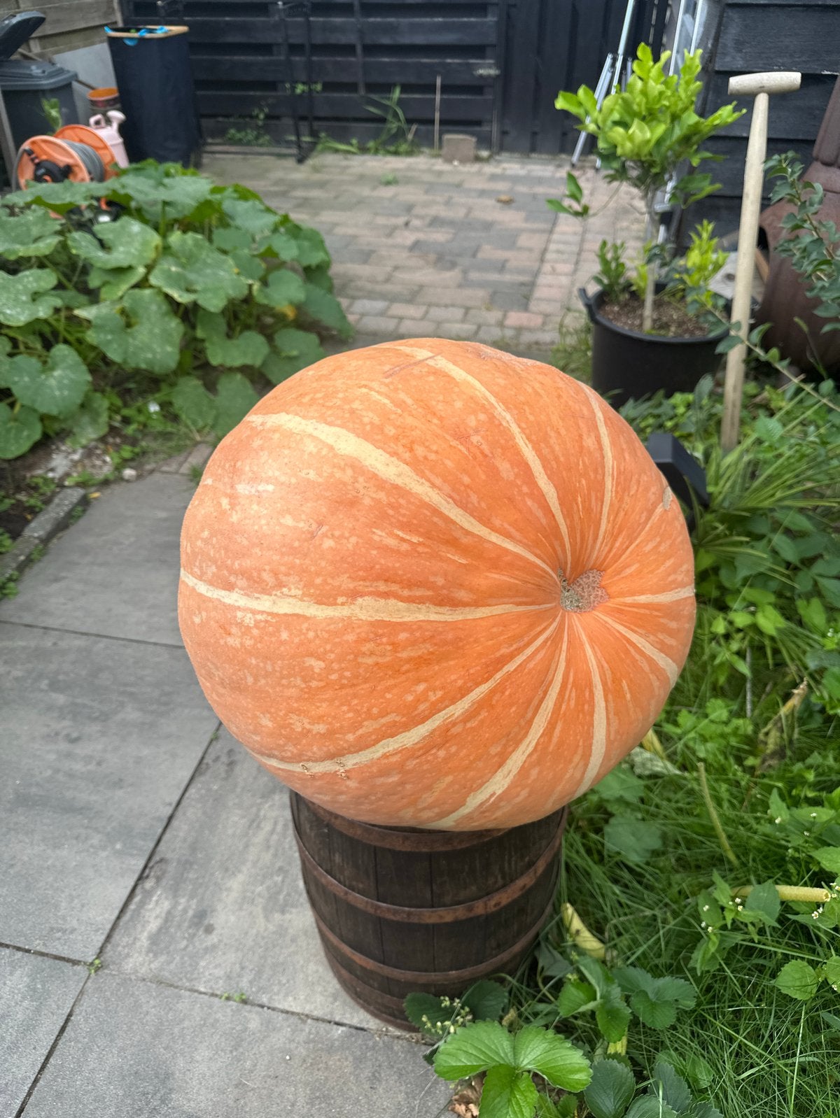 Grote oranje pompoen atlantic giant- Perfect voor decoratie, Ophalen, Nieuw