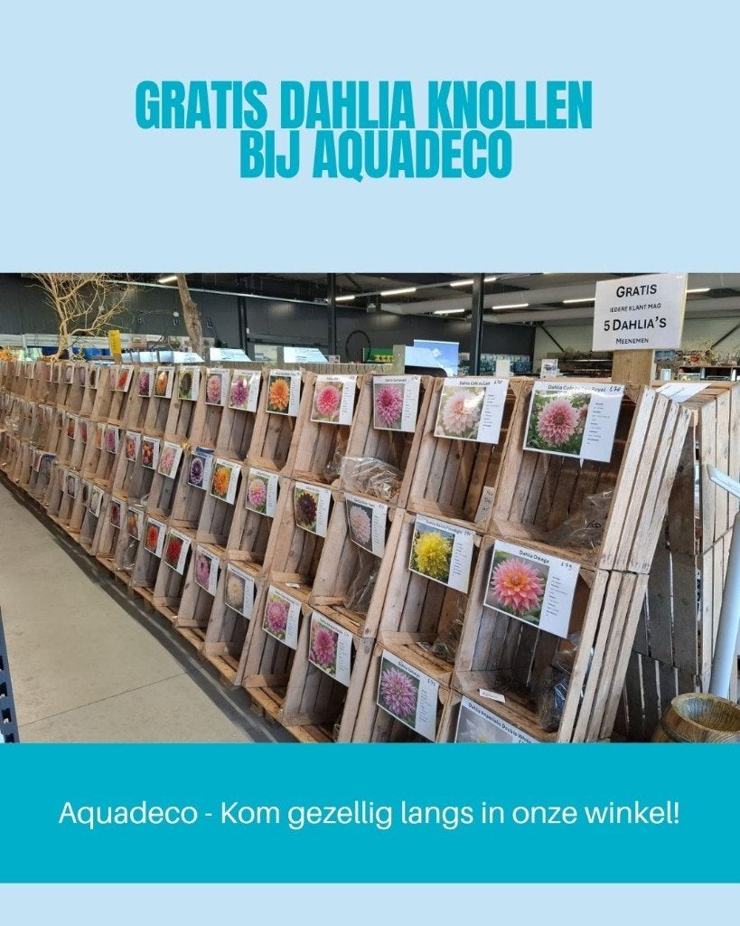 ACTIE! Vanaf vandaag: GRATIS Dahlia's!, Tuin en Terras, Bloembollen en Zaden, Knol, Voorjaar, Volle zon, Ophalen