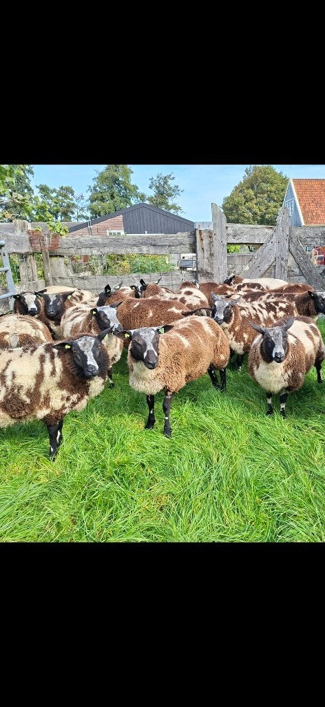 Bonte rammen, Dieren en Toebehoren, Mannelijk, Schaap, 0 tot 2 jaar