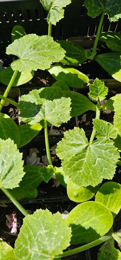 Pompoen planten en courgette planten, Ophalen, Eenjarig, Groenteplanten, Volle zon