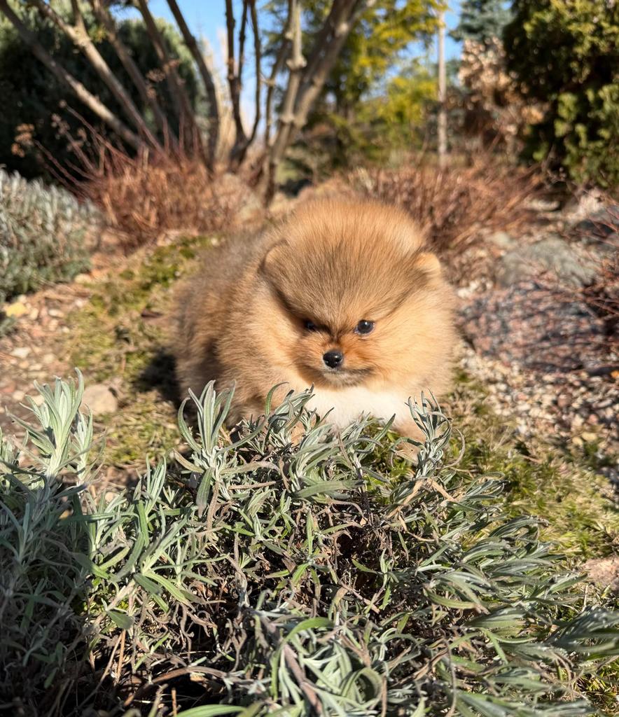 Pomeranian girls for sale, Dieren en Toebehoren, Honden | Poolhonden, Keeshonden en Oertypen, Keeshond, Reu, 8 tot 15 weken, Buitenland