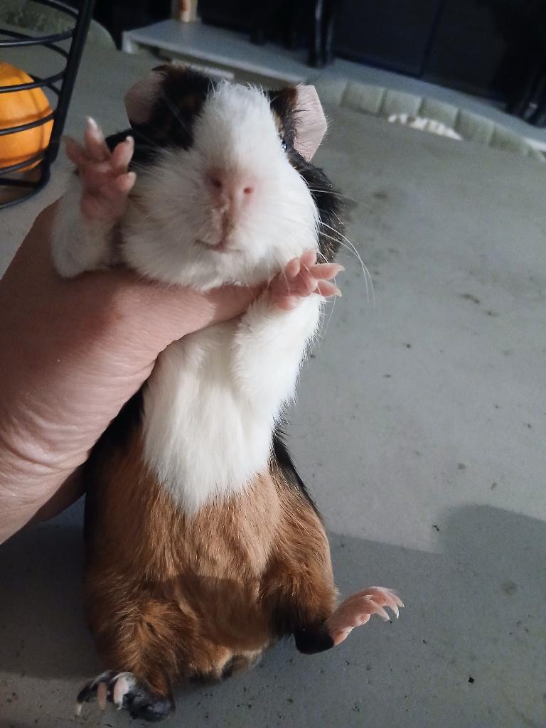 Cavia, Dieren en Toebehoren, Cavia, April, Vrouwelijk, Tam
