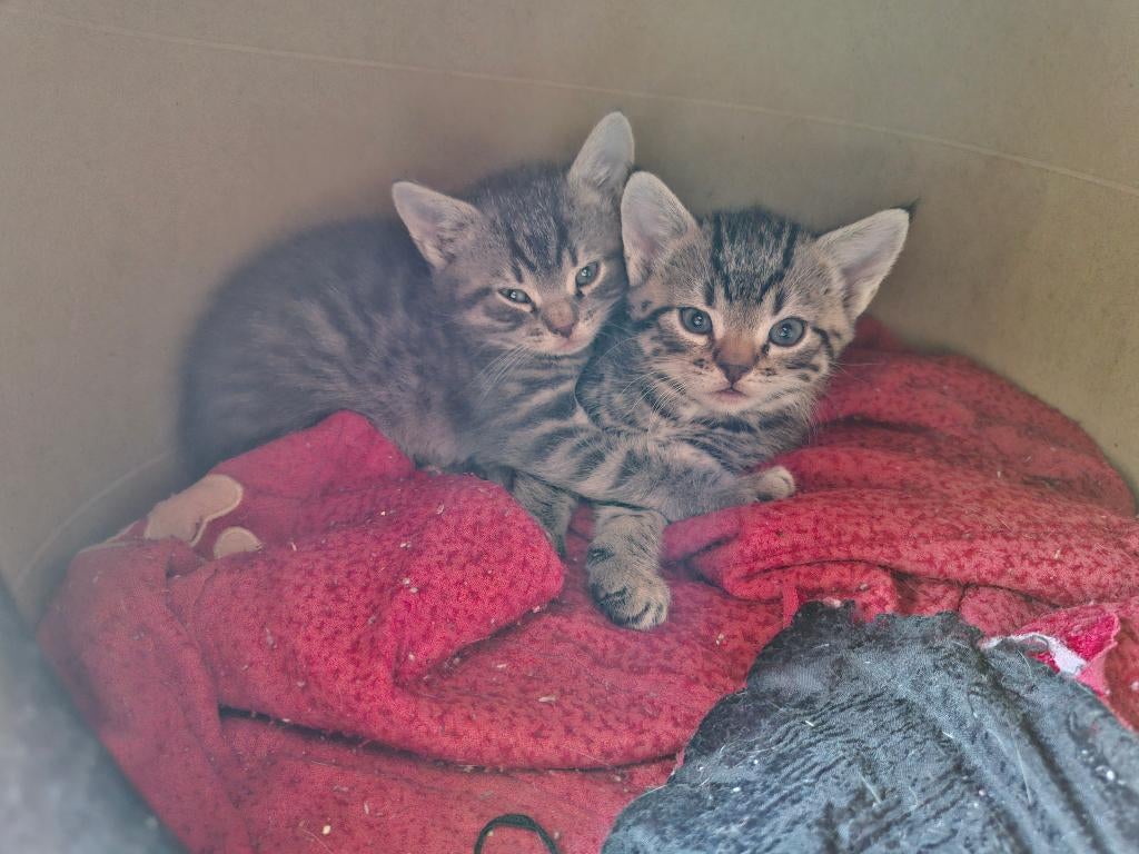 Kittens cypers, lapjes& grijs met vaccinatie en chip, Dieren en Toebehoren, Meerdere dieren, Gechipt, 0 tot 2 jaar