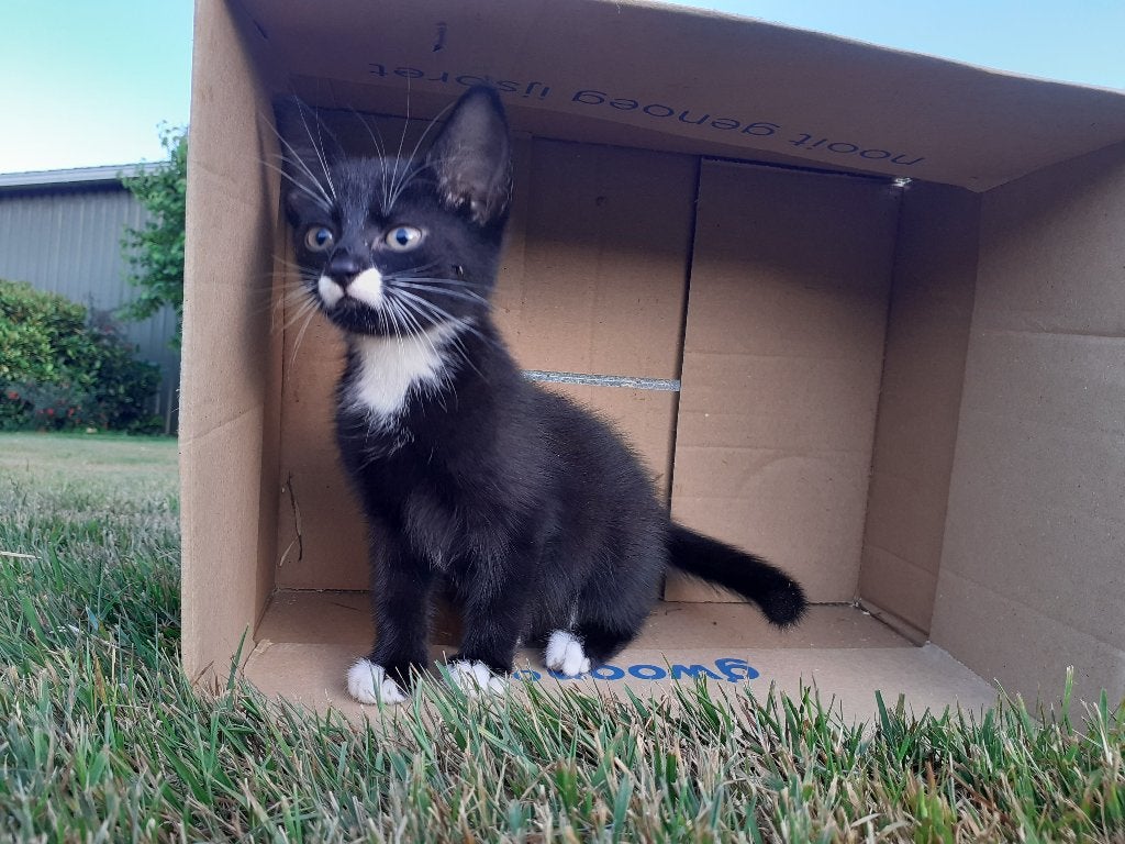 Te koop:  1 lief kitten (zwart met wit), Dieren en Toebehoren, Katten en Kittens | Overige Katten, Meerdere dieren, Kortharig