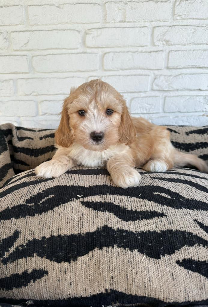 Maltipoo pups, maltezer x toy poedel, Dieren en Toebehoren, Honden | Chihuahua's en Gezelschapshonden, Parvo, Nederland, Overige rassen