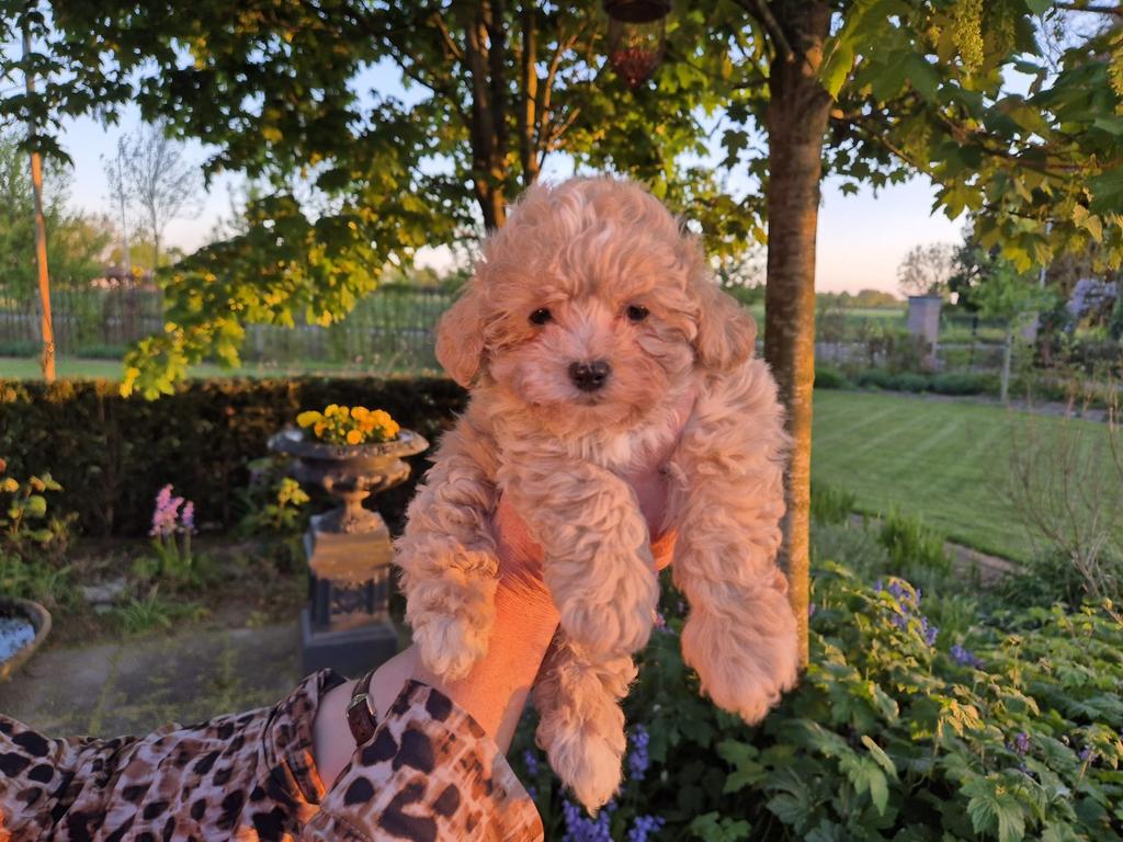 Superlieve Maltipoo pups, Dieren en Toebehoren, Honden | Chihuahua's en Gezelschapshonden, Meerdere dieren, Overige rassen, Particulier