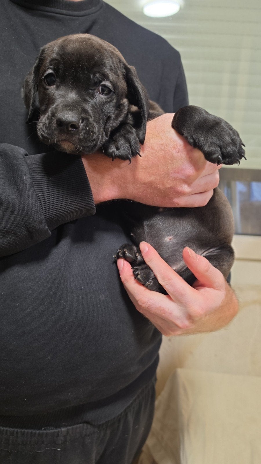 Mooie lieve pups tekoop, Overige rassen, 8 tot 15 weken, Meerdere, Meerdere dieren