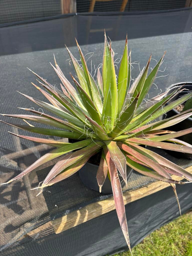 Stekken agave x leipoldii, Ophalen, Overige soorten, Volle zon