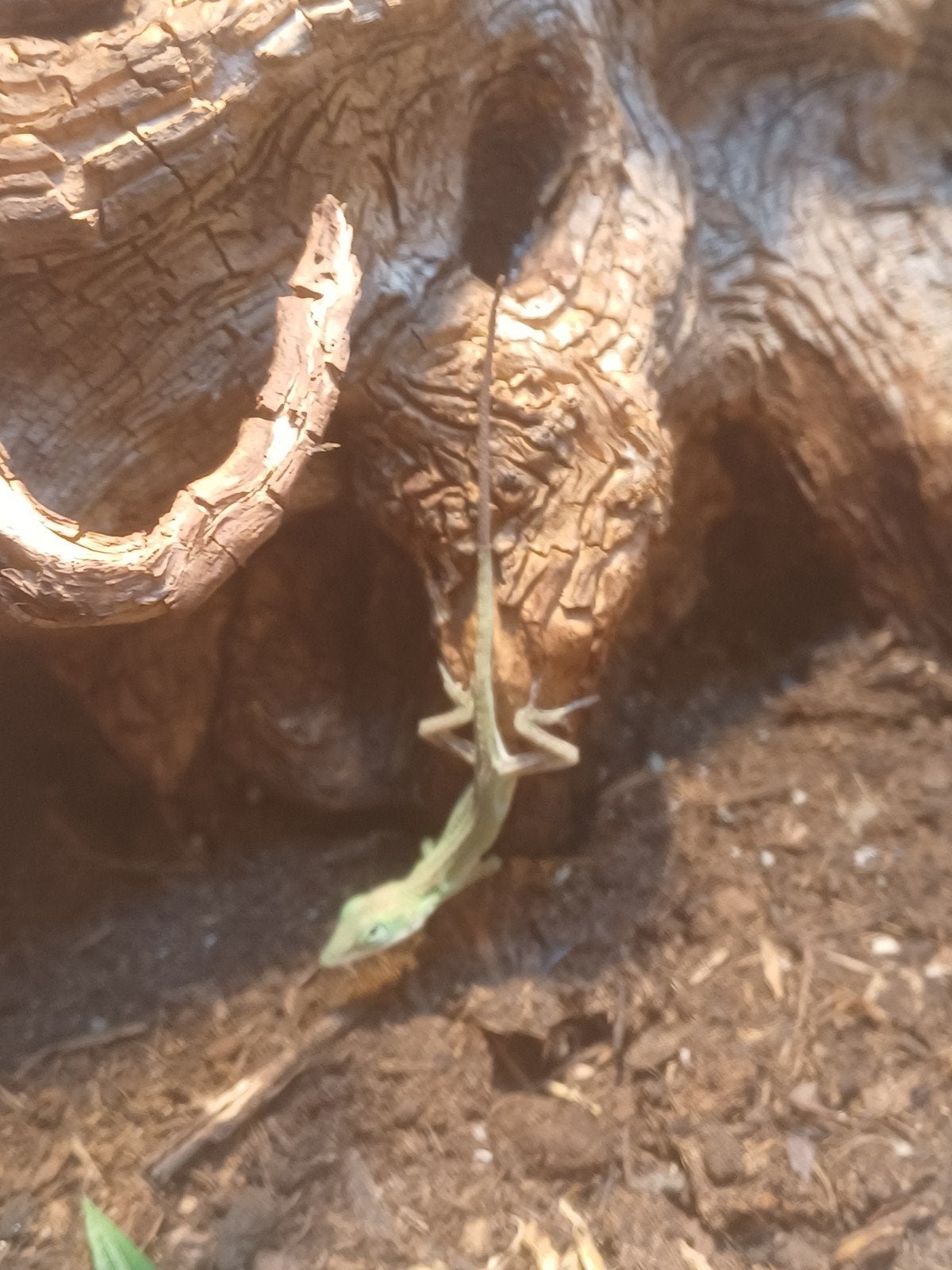 jonge roodkeel anolis met uitgroeibak., Hagedis, 0 tot 2 jaar
