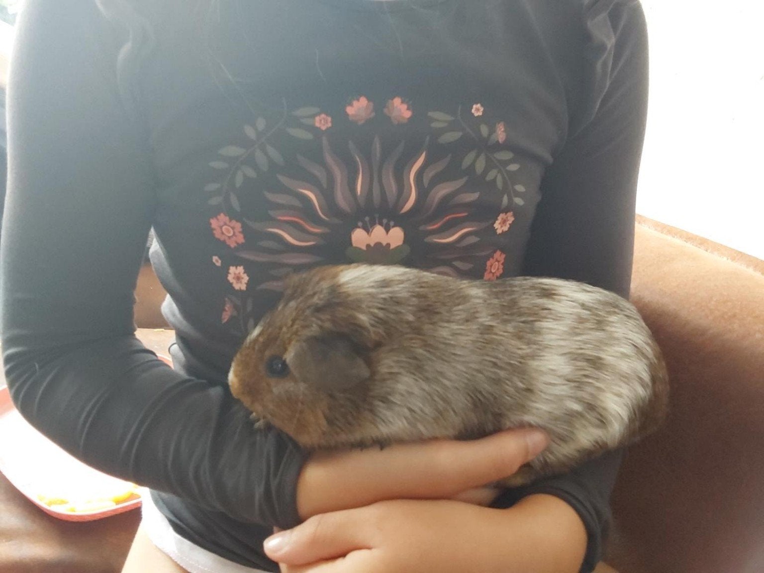 2 jonge cavia beertjes , zijn 21 mei geboren, Cavia, Mannelijk, Mei, Tam