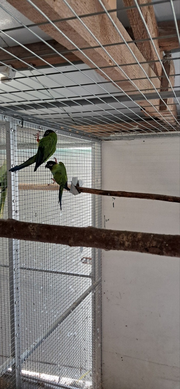 Kweekkoppel Nandaya parkieten 2018, Dieren en Toebehoren, Vogels | Parkieten en Papegaaien, Meerdere dieren, Parkiet, Geringd