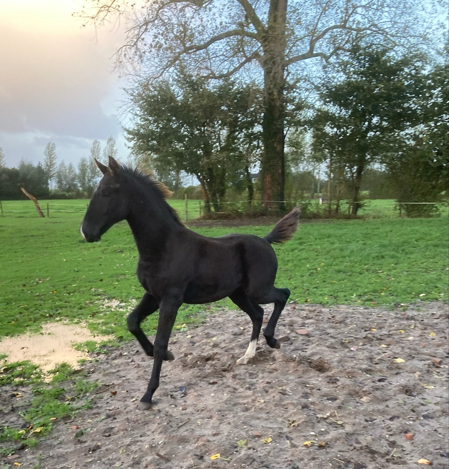 Tuigpaard hengst veulen, Dieren en Toebehoren, Minder dan 160 cm, 0 tot 2 jaar, Hengst, Met stamboom