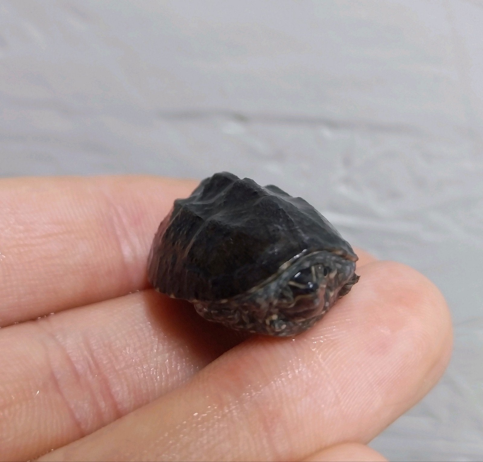 Klein blijvende waterschildpadden – Baby muskusschildpadden