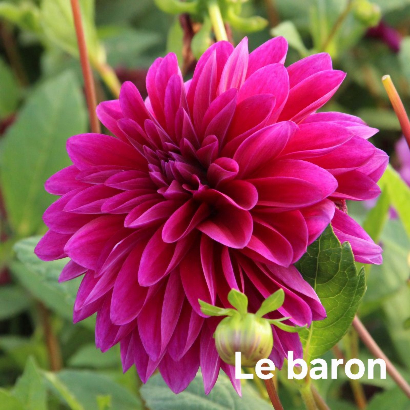 Diverse soorten dahlia's op pot, Ophalen, Volle zon, Knol