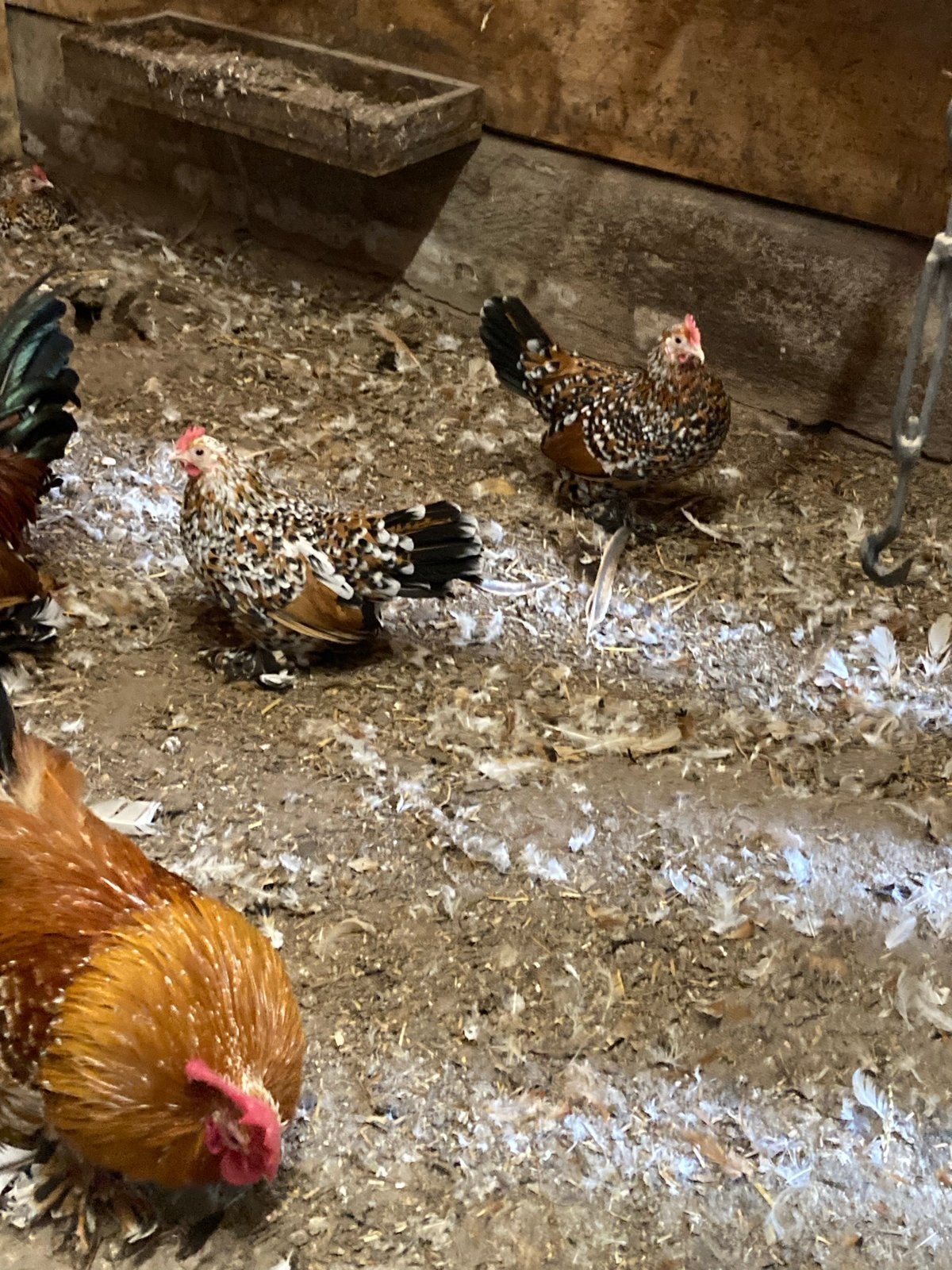 Sabelpoot porselein kleur, Dieren en Toebehoren, Pluimvee, Vrouwelijk, Kip