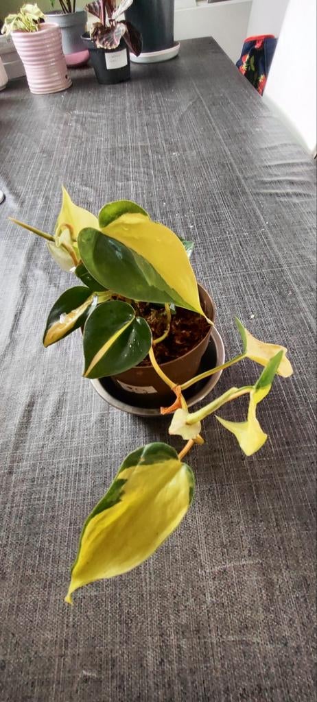 Phylodendron Brasil, Ophalen of Verzenden, Halfschaduw, Minder dan 100 cm