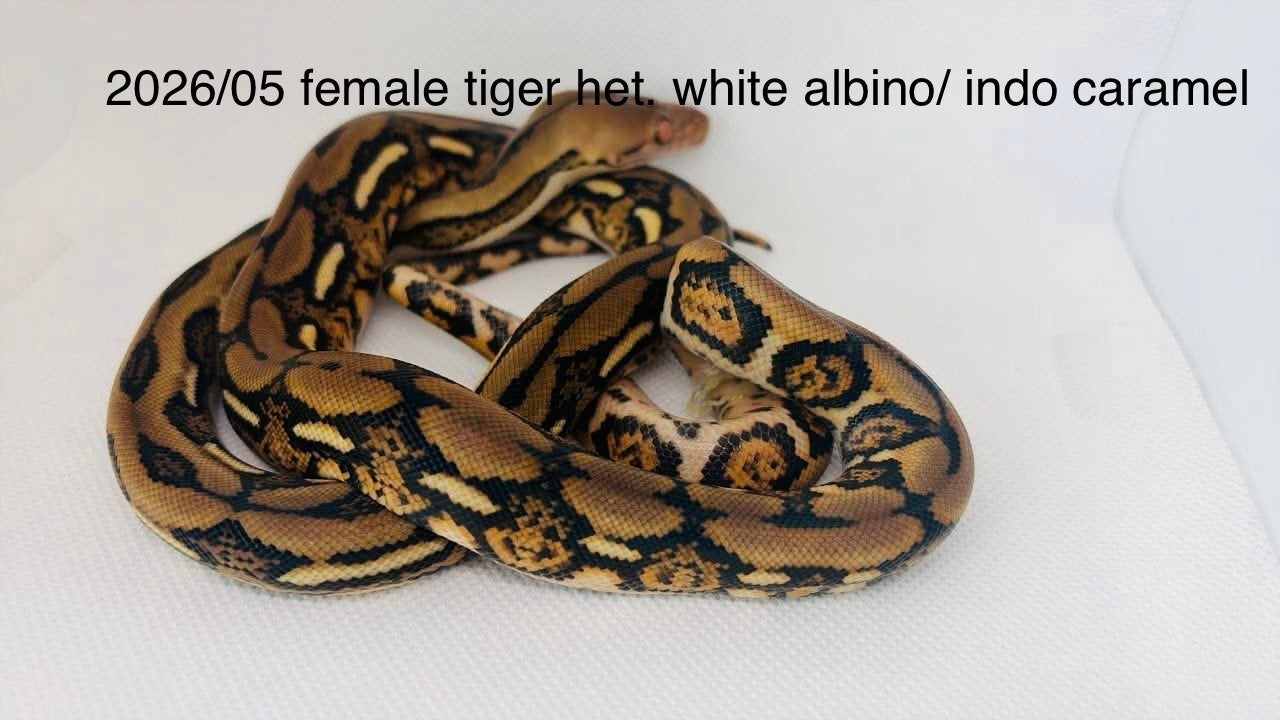 Nakweek Python Reticulatus Reticulated Python photo 4