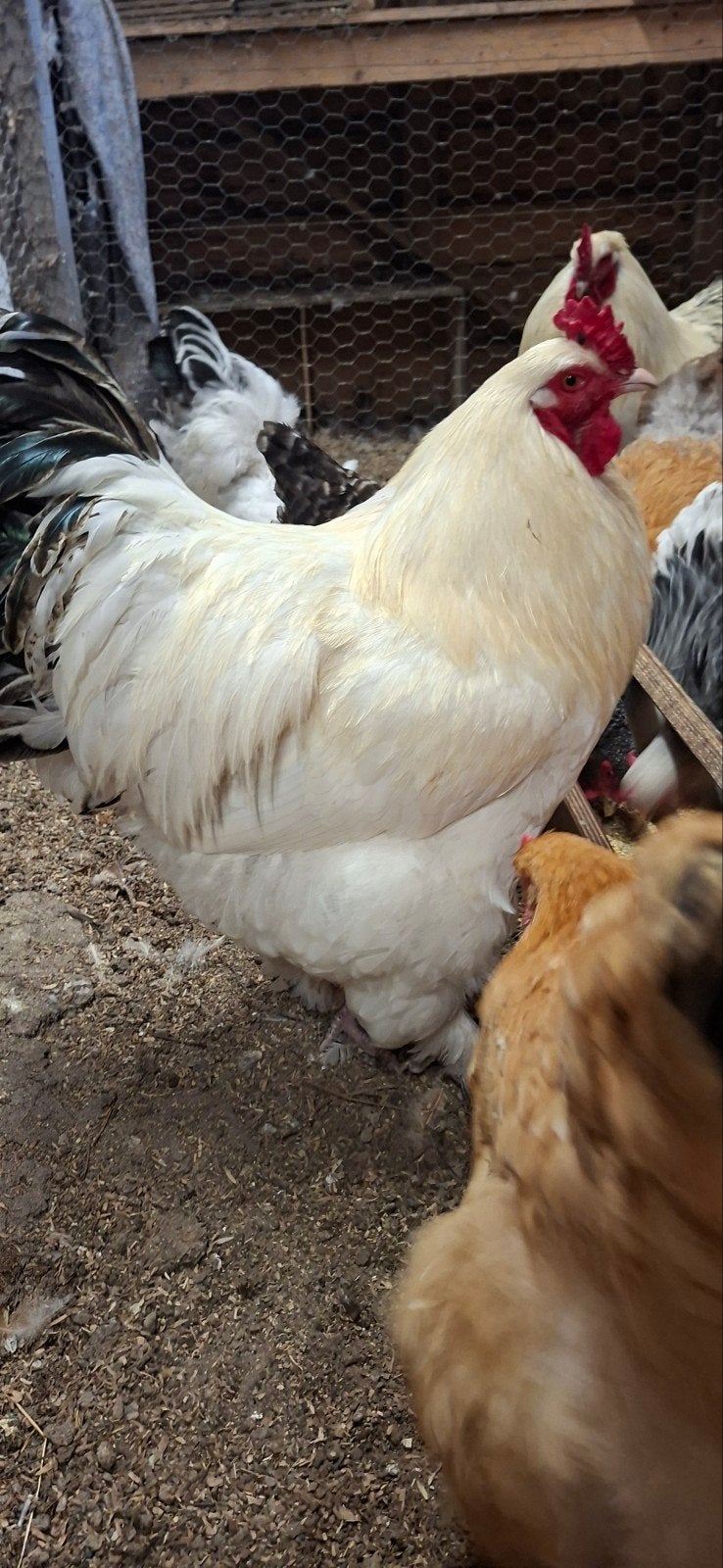 2 grote Brahma hanen, Mannelijk, Kip