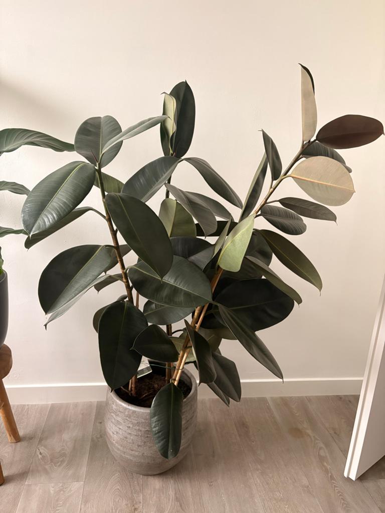 Grote Ficus Elastica (Rubberplant), Huis en Inrichting, Ophalen, Ficus, 100 tot 150 cm, Halfschaduw