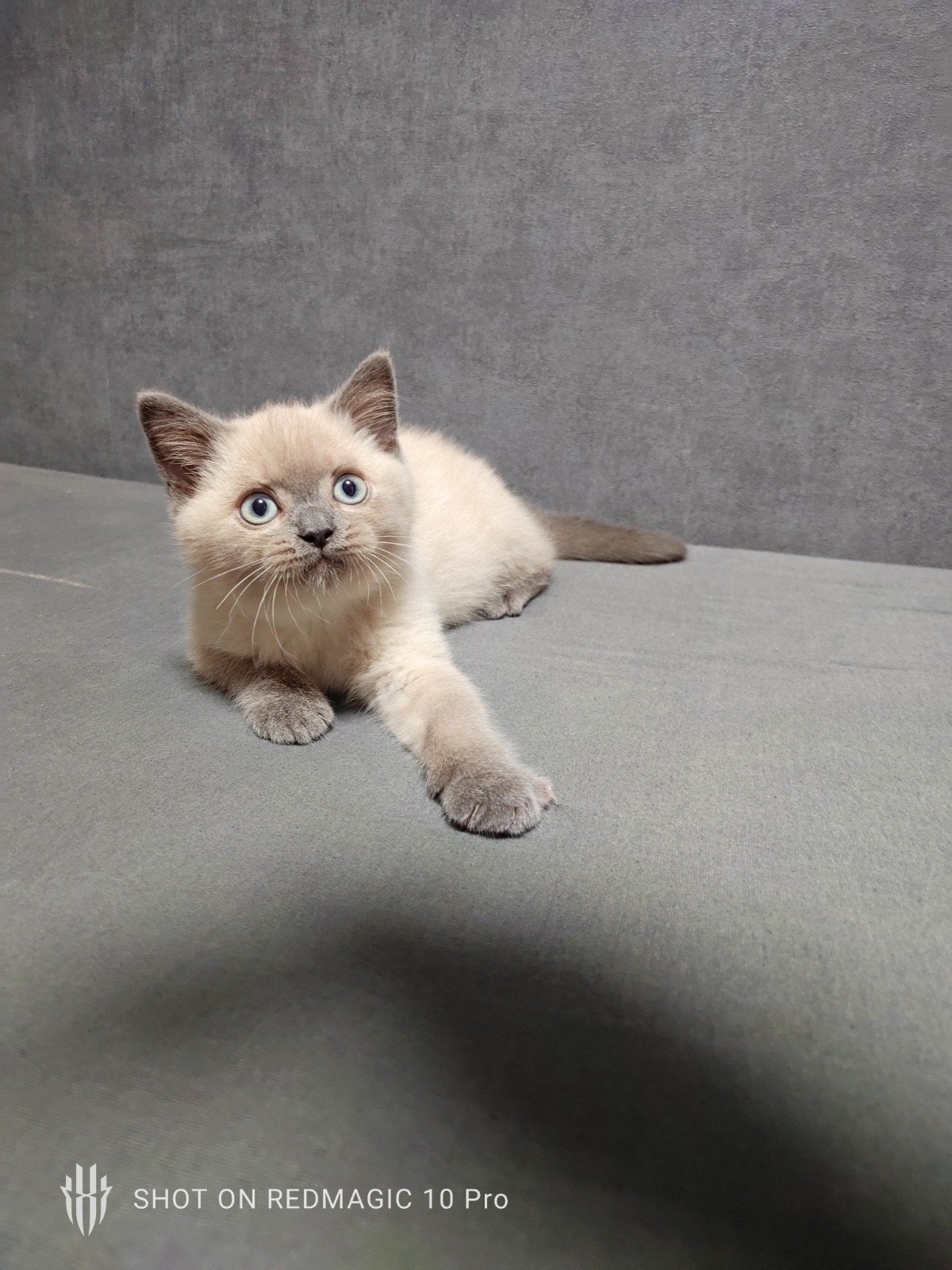 Prachtige Brits Korthaar kittens( Colourpoint)!, Dieren en Toebehoren, Meerdere dieren