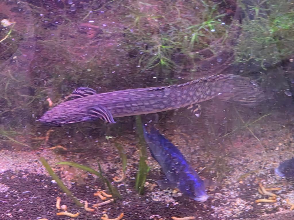 polypterus ornatipinnis, Vis, Zoetwatervis