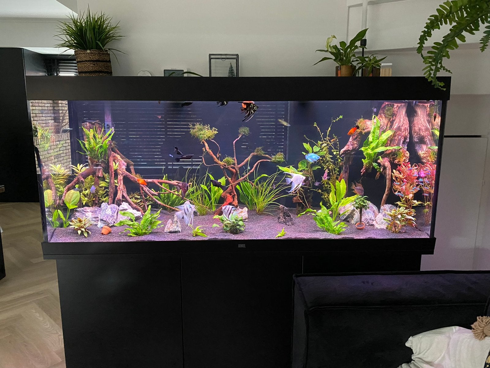 Juwel Aquarium 450L Compleet HeliaLux, 2 Filters & Acc, Ophalen, Inclusief controller, Juwel, Gevuld zoetwateraquarium
