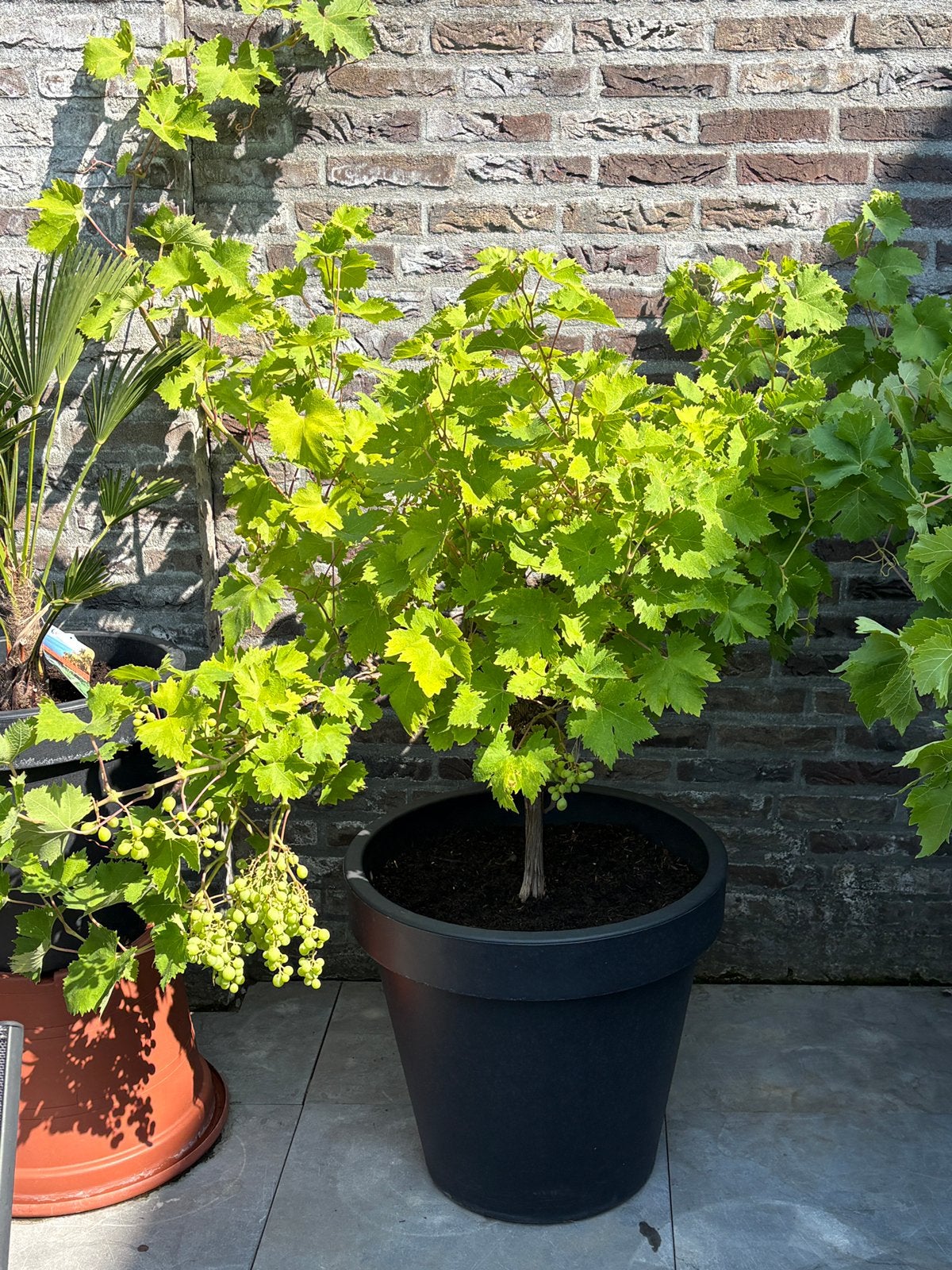 Prachtige rode pitloze druivenboom op stam in een luxe pot, Ophalen, Lente, Overige soorten, Volle zon
