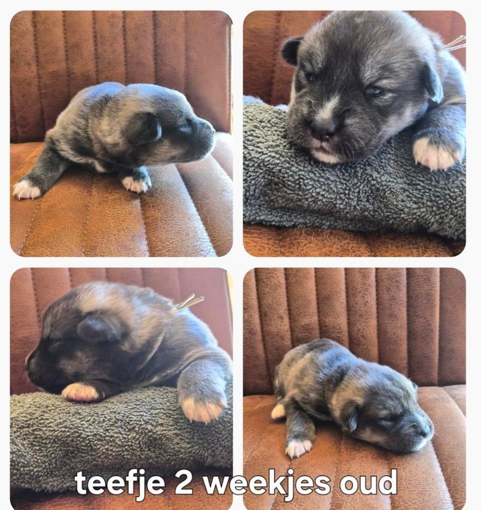Unike Labrakita pups te koop (labrador x Akita), Dieren en Toebehoren, Honden | Retrievers, Spaniëls en Waterhonden, Parvo, 8 tot 15 weken