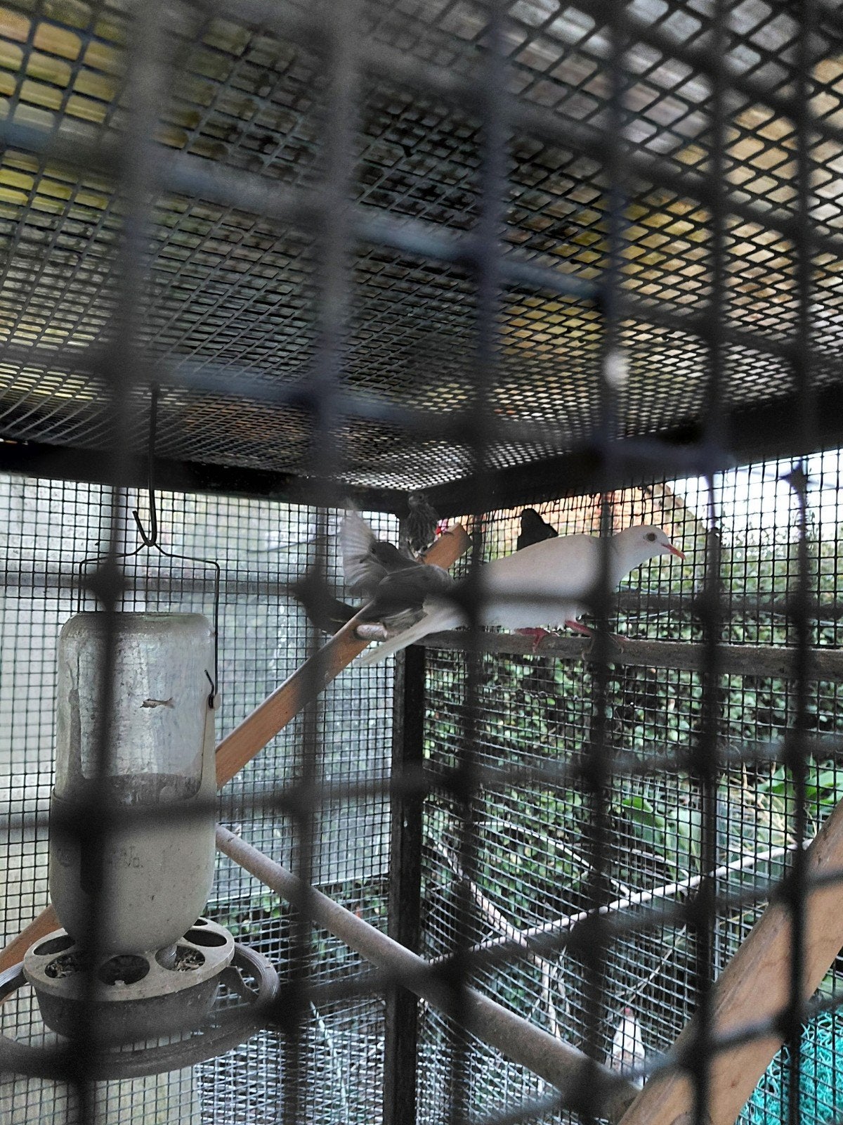 div vogels, Dieren en Toebehoren