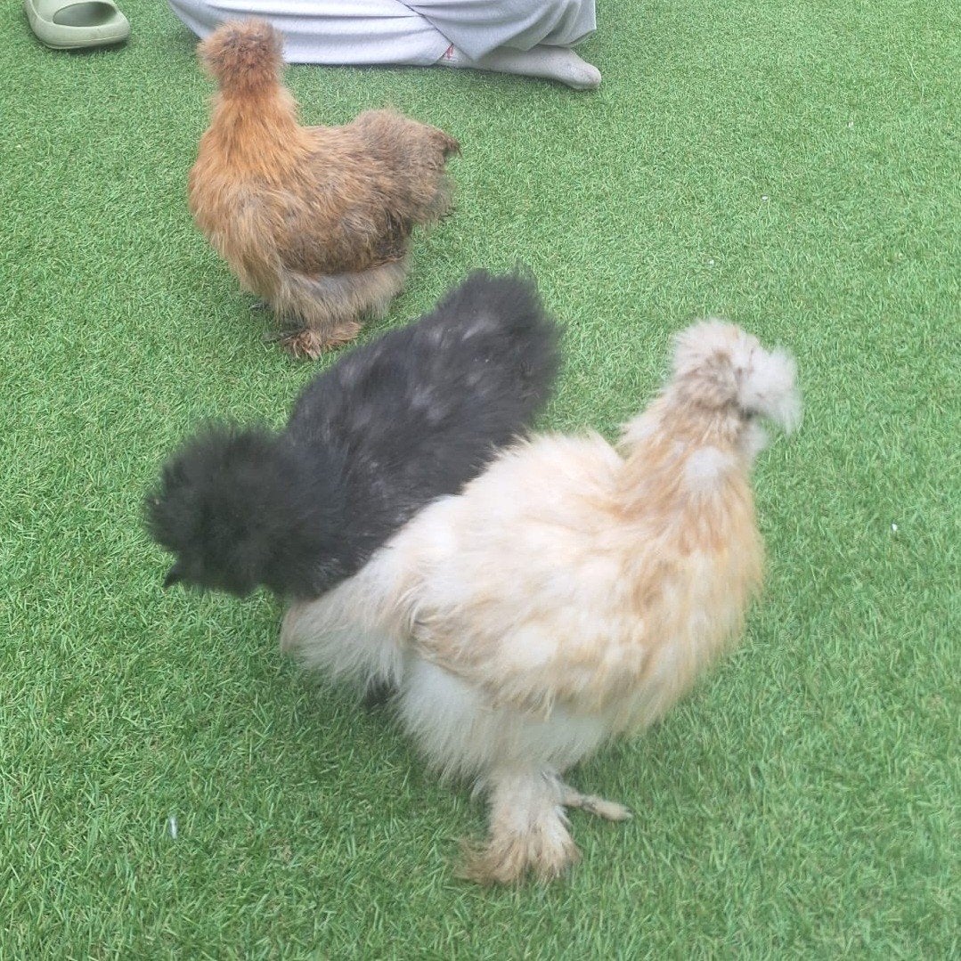 zijdehoen kip, Dieren en Toebehoren, Pluimvee, Vrouwelijk, Kip