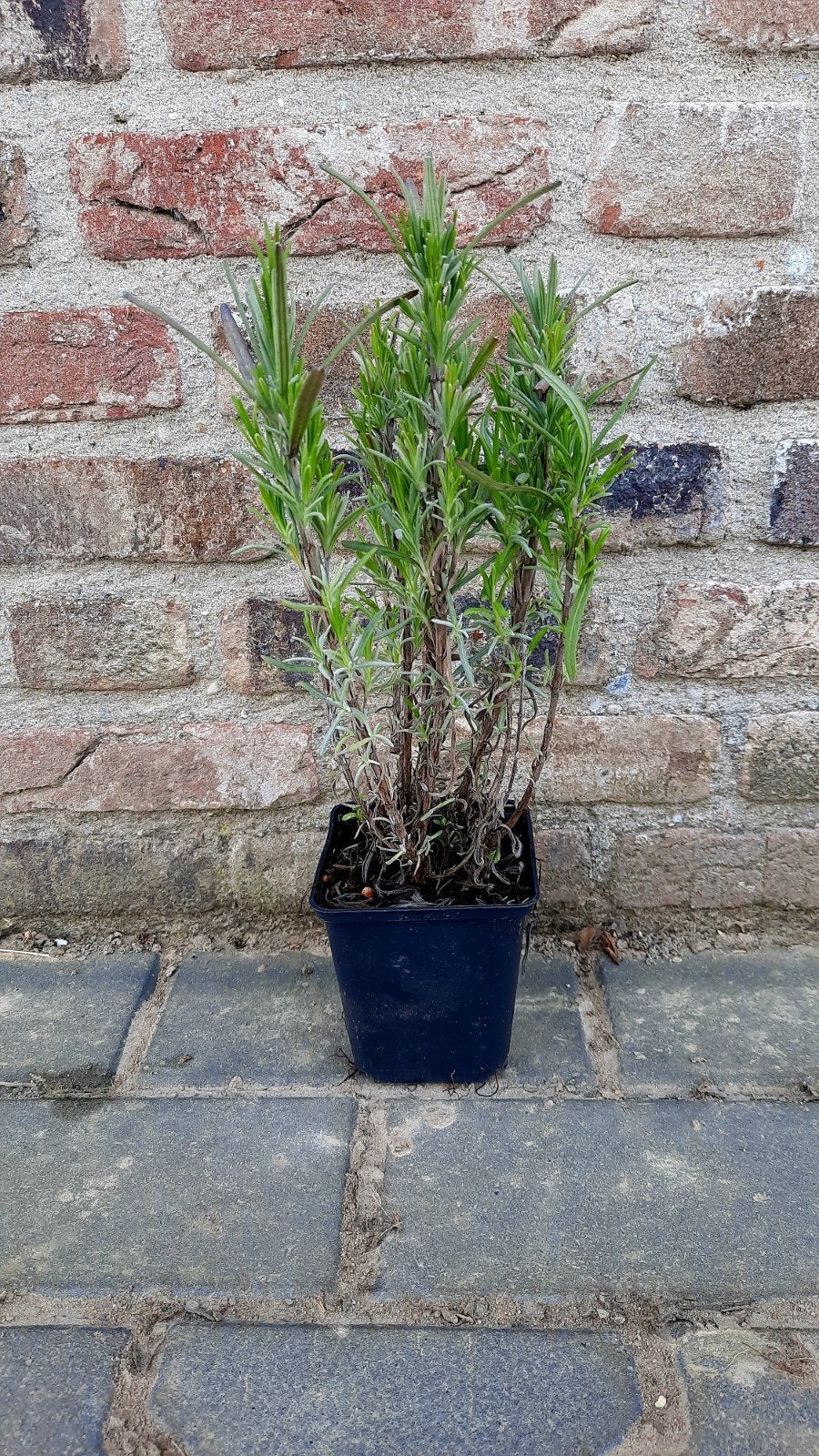 Witte Lavendel Lavandula angustifolia Arctic Snow 🌿, Ophalen, Overige soorten, Volle zon