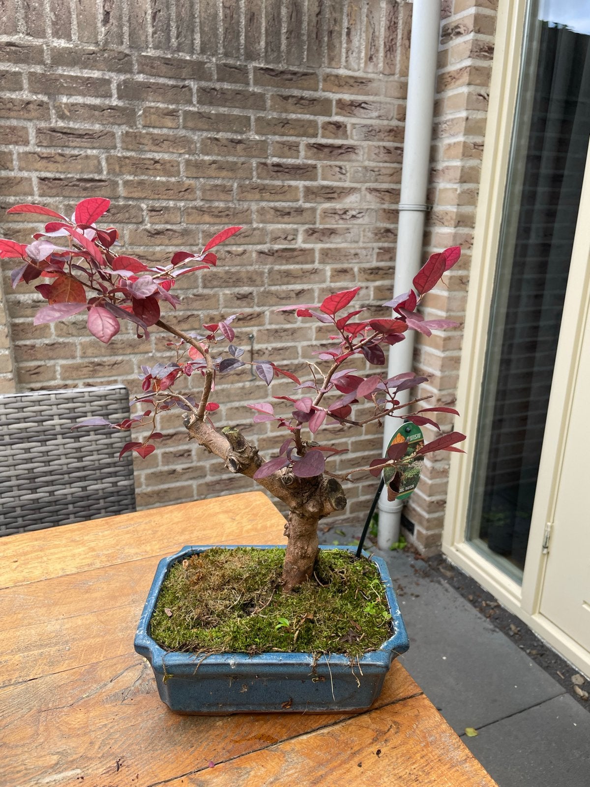 Bonsai Loropetalum - Buiten Bonsai met Rode Bladeren, Overige soorten, Volle zon, Vaste plant, Ophalen of Verzenden