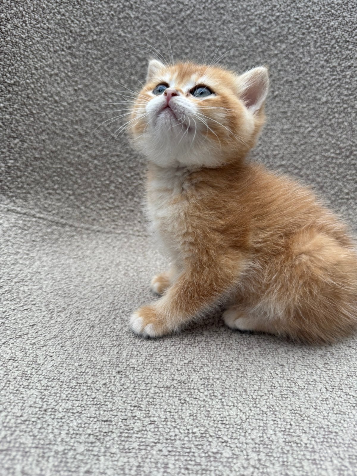 Golden shaded britse korthaar kittens, Meerdere dieren, Kortharig, 0 tot 2 jaar