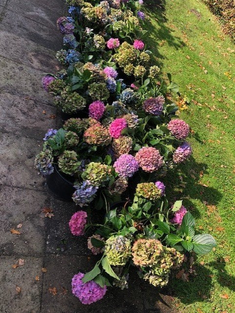 Hortensia struik , ongeveer 30 cm hoog . staan in de kuip. g, Tuin en Terras, Ophalen, Overige soorten, Struik, Minder dan 100 cm