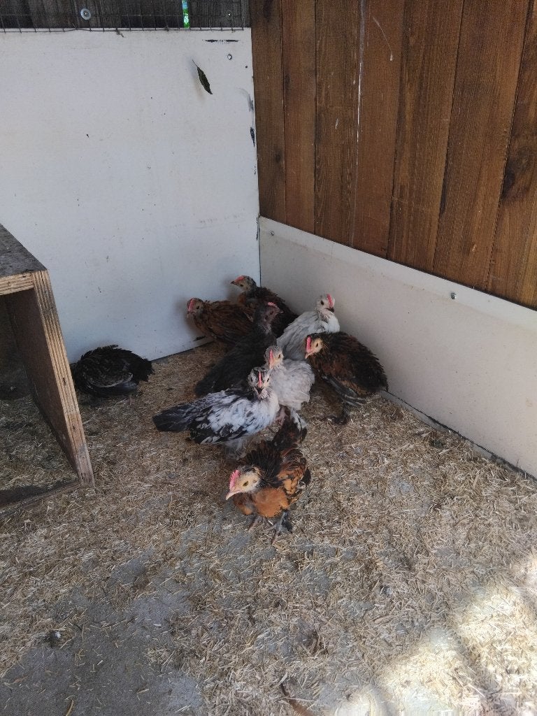Ukkelse baardkriel kipjes, Meerdere dieren, Kip