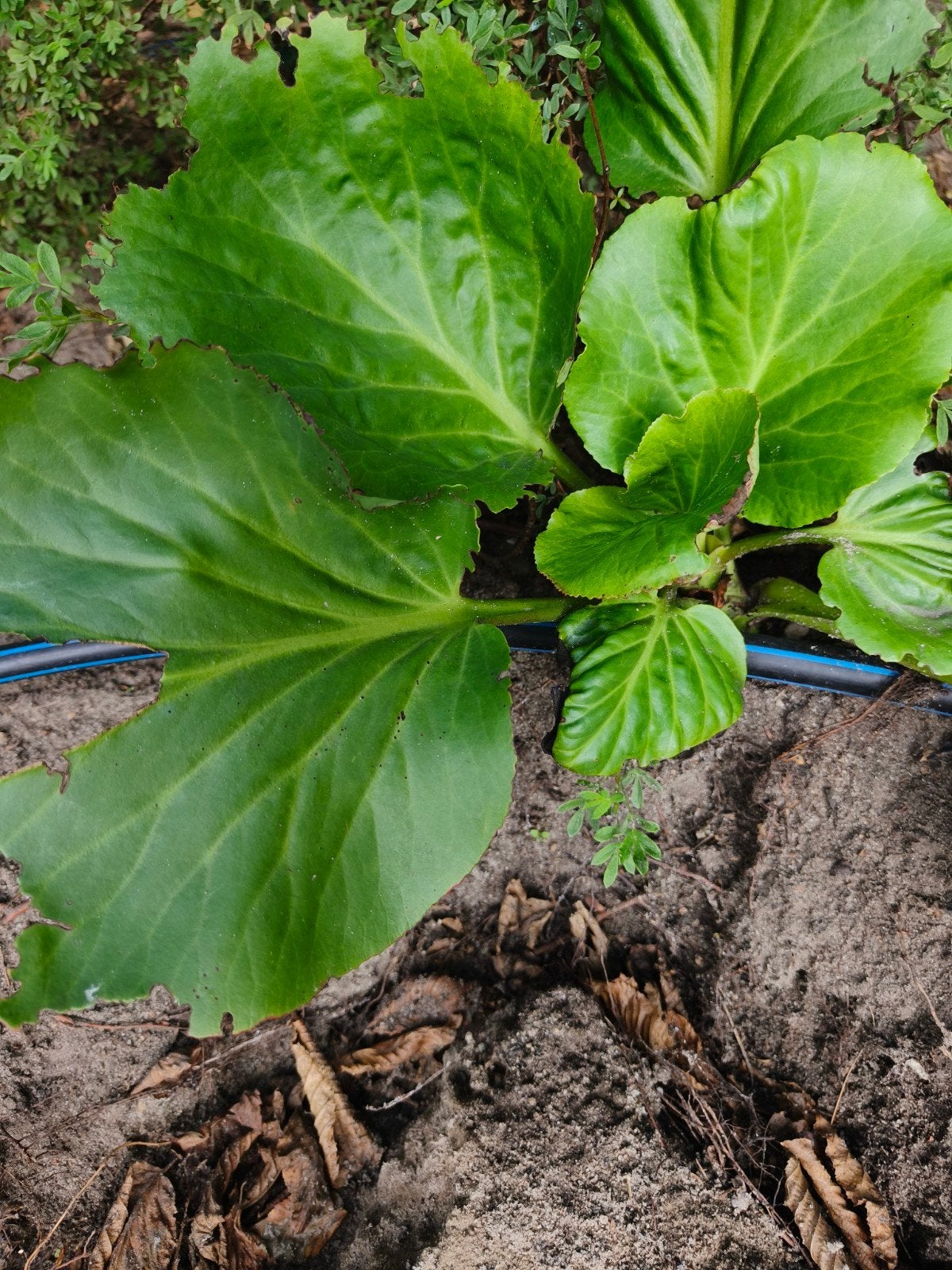 schoen lappersplant, Tuin en Terras, Planten | Tuinplanten, Ophalen, Overige soorten, Volle zon