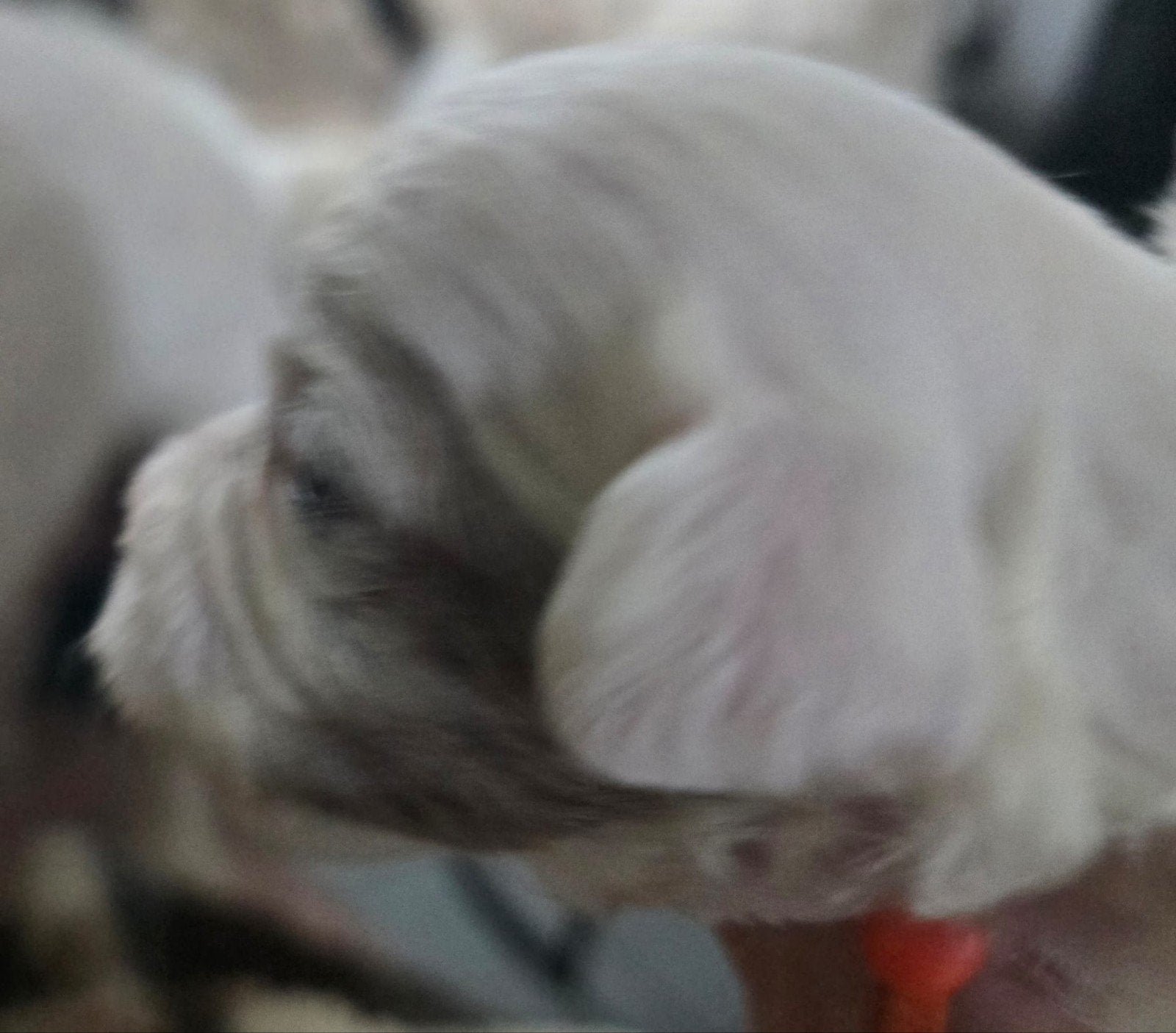 boomer pups, CDV (hondenziekte), Maltezer, 8 tot 15 weken, Meerdere