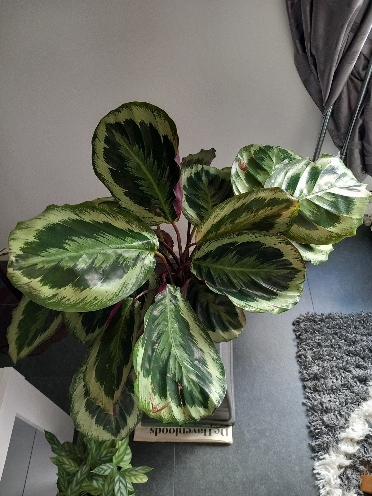 Volwassen Calathea Medaillon - 3x gebloeid, Ophalen, Vaste plant