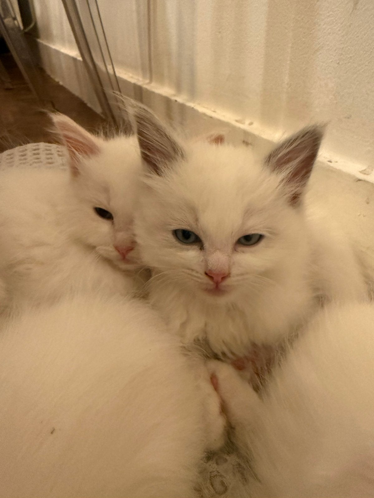 Prachtige Ragdolls raszuiver, Dieren en Toebehoren, Kater, Ontwormd, 0 tot 2 jaar