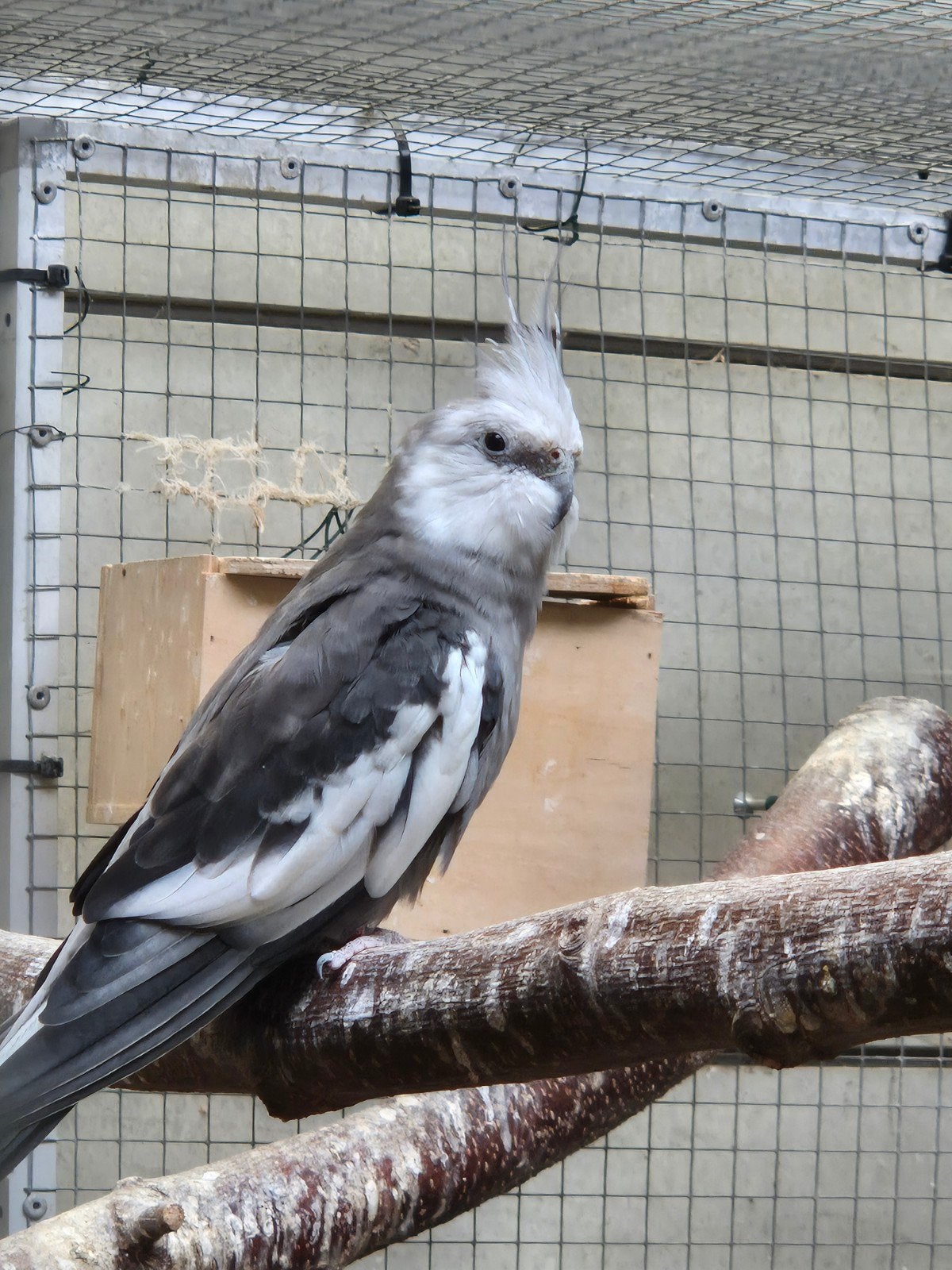 Witkop valkparkiet man te koop/te ruil, Dieren en Toebehoren, Mannelijk, Parkiet